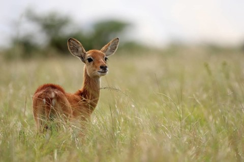 Waterbuck (Kobus)