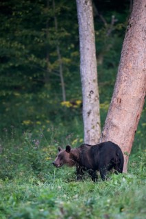 European brown bear or Eurasian brown bear (Ursus arctos arctos)