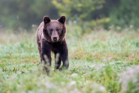 European brown bear or Eurasian brown bear (Ursus arctos arctos)