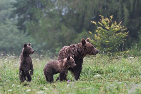 European brown bear or Eurasian brown bear (Ursus arctos arctos)