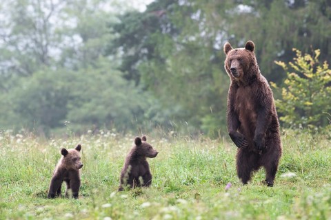 European brown bear or Eurasian brown bear (Ursus arctos arctos)