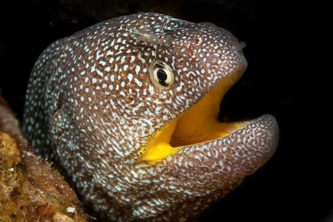 Starry moray (Gymnothorax nudivomer) and Urocaridella antonbruunii (Urocaridella antonbruunii)