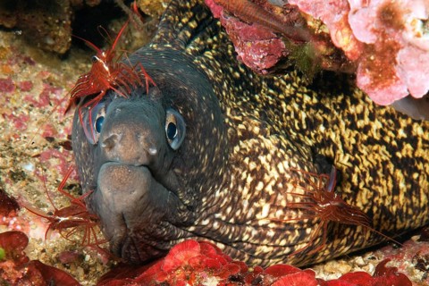 01_ (Muraena helena) and bristle-tail cleaner shrimp (Lysmata seticaudata)