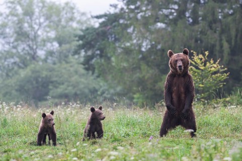 European brown bear or Eurasian brown bear (Ursus arctos arctos)
