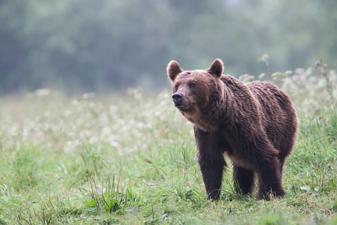 European brown bear or Eurasian brown bear (Ursus arctos arctos)