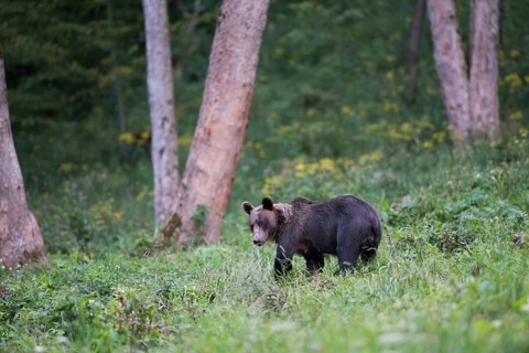 European brown bear or Eurasian brown bear (Ursus arctos arctos)