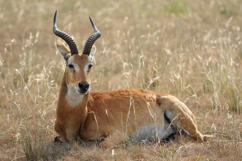 Waterbuck (Kobus)