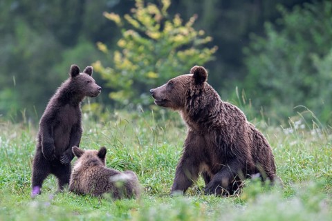 European brown bear or Eurasian brown bear (Ursus arctos arctos)