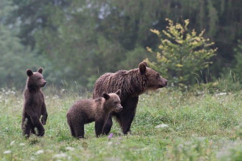 European brown bear or Eurasian brown bear (Ursus arctos arctos)