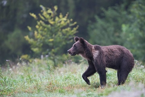 European brown bear or Eurasian brown bear (Ursus arctos arctos)