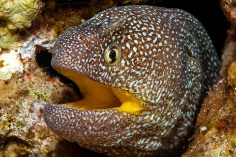 Starry moray (Gymnothorax nudivomer) and Urocaridella antonbruunii (Urocaridella antonbruunii)