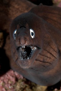 Muraena augusti (Muraena augusti)