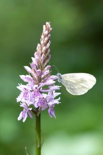 Wood White (Leptidea sinapis)