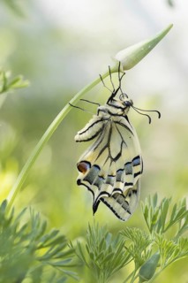 Swallowtail