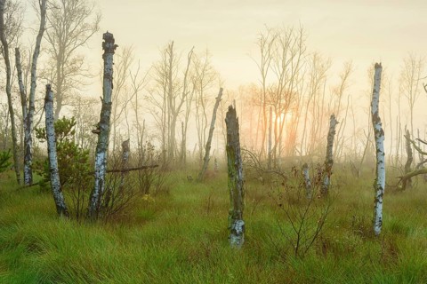 Dead birches in the rewetting area in the Goldenstedter Moor at sunrise