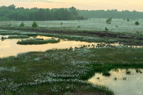 Sunset in a moor with fruiting cotton grass