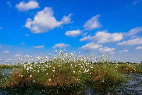 Fruitful hare's-tail cottongrass