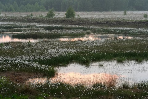 Evening in the moor with fruiting cotton grass