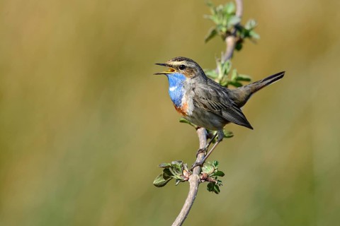 Courtshiping Bluethroat