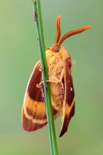 Meadow weevil