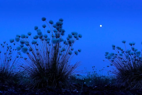 Fruiting cotton grass in spring in the moor at the blue hour with moonlight