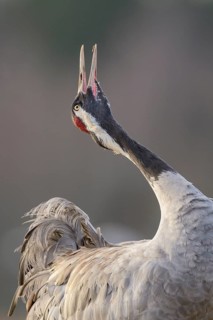 Crane