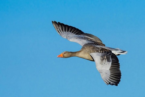 Flying Greylag goose