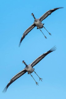Crane