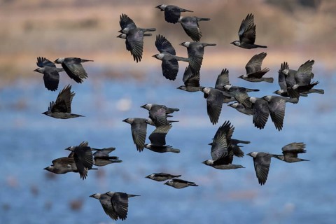 Flock of birds Western jackdaws