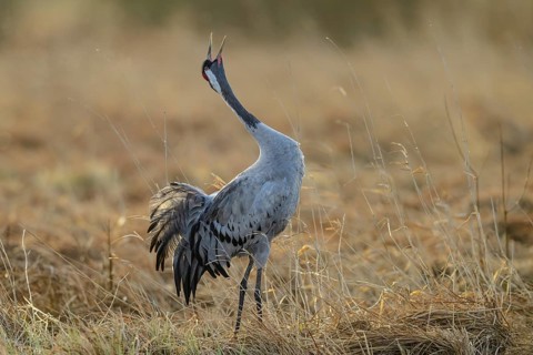 Crane