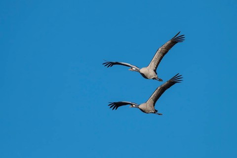 Cranes