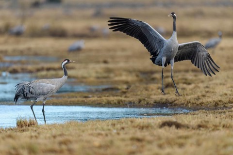 Cranes