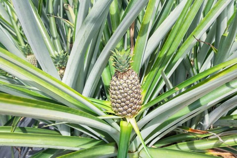 Pineapple plantation