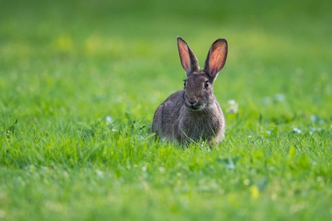European rabbit