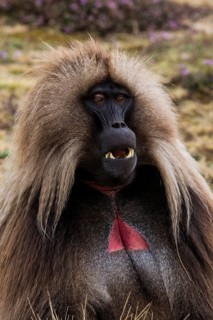 Gelada baboon