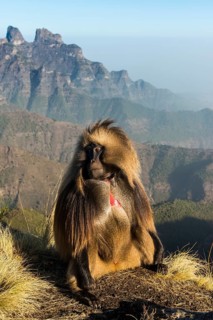 Gelada baboon
