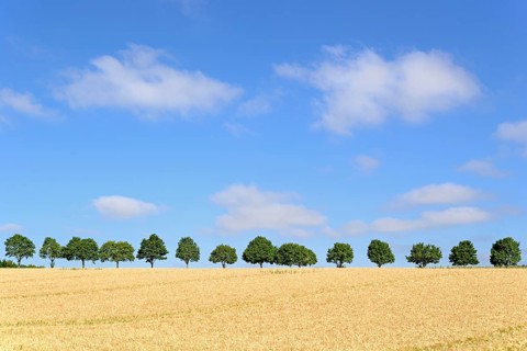 Row of trees