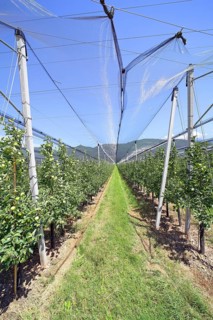 Intensive fruit cultivation Apples