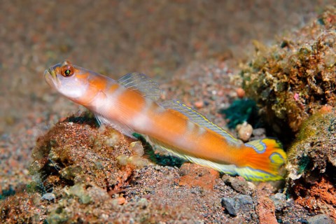 Pinkbar watchman goby