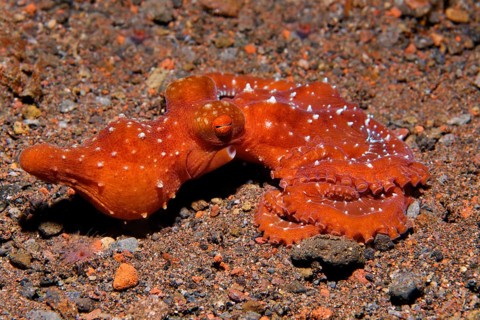 Callistoctopus macropus