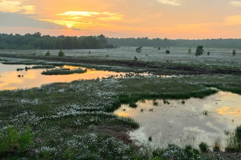 Sunset in a moor with fruiting cotton grass