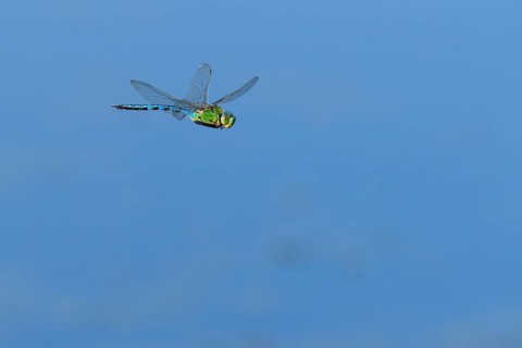 Emperor dragonfly