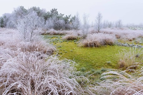 Soil with green peat moss and dead birches with hoar frost