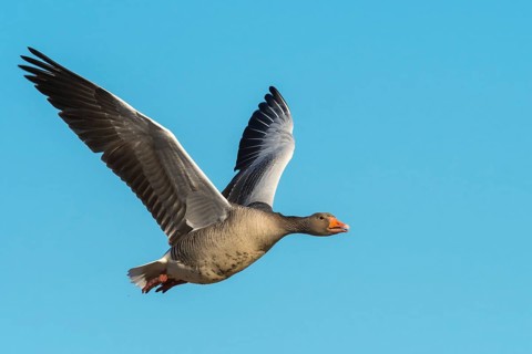 Flying Greylag goose
