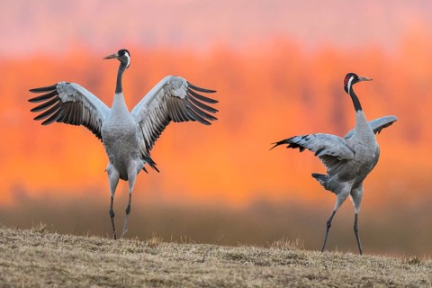 Cranes
