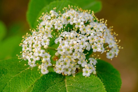Garlic mustard