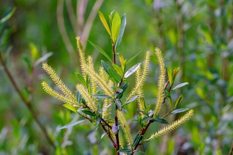 Female flower catkins of Goat willow