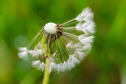 Seed of Dandelion