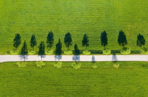 Pear tree-Allee