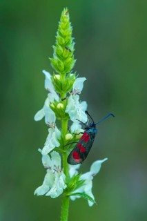 Six-spot burnet